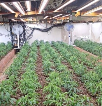 Detenidos por más de mil plantas de marihuana en Almería