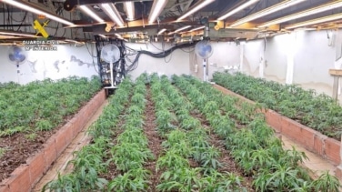 Detenidos por más de mil plantas de marihuana en Almería