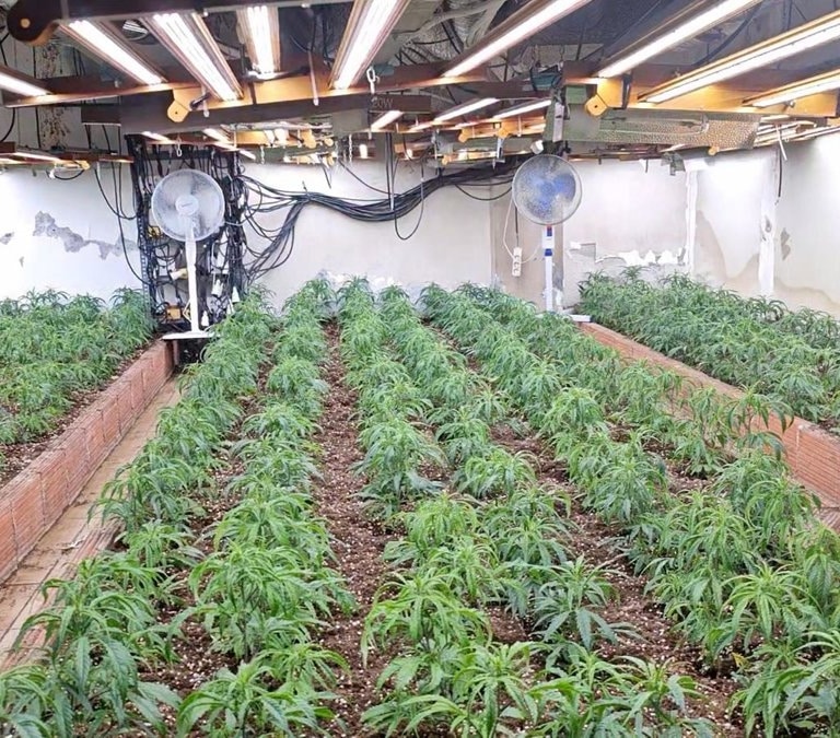 Detenidos por más de mil plantas de marihuana en Almería