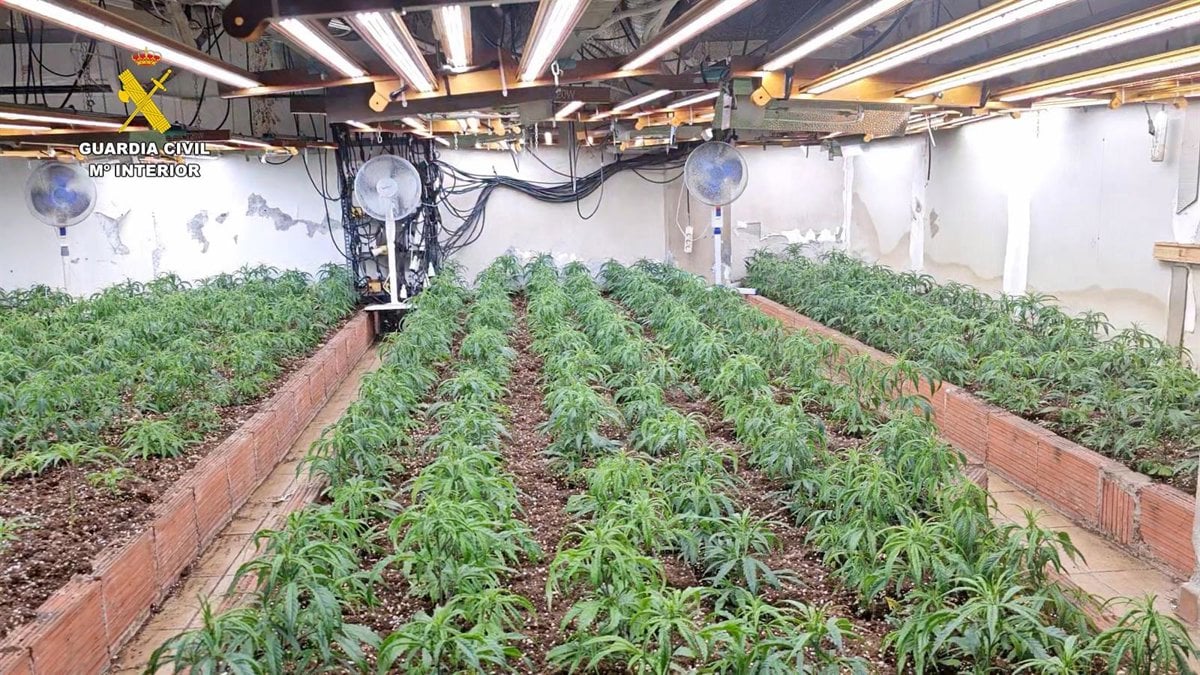 plantaciones de marihuana desmanteladas en Roquetas de Mar y El Ejido (Almería).
