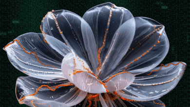 La revolución de las ‘Flores de ADN’