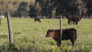 Qué es la dermatosis nodular contagiosa y cómo está afectando al ganado en Girona