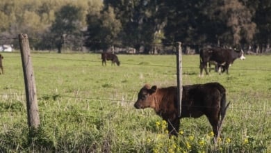Qué es la dermatosis nodular contagiosa y cómo está afectando al ganado en Girona
