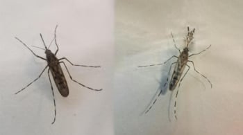 Los mosquitos llegan a Islandia: “La última fortaleza ha caído”