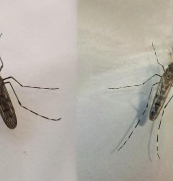 Los mosquitos llegan a Islandia: “La última fortaleza ha caído”