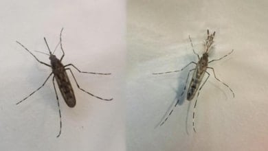 Los mosquitos llegan a Islandia: “La última fortaleza ha caído”