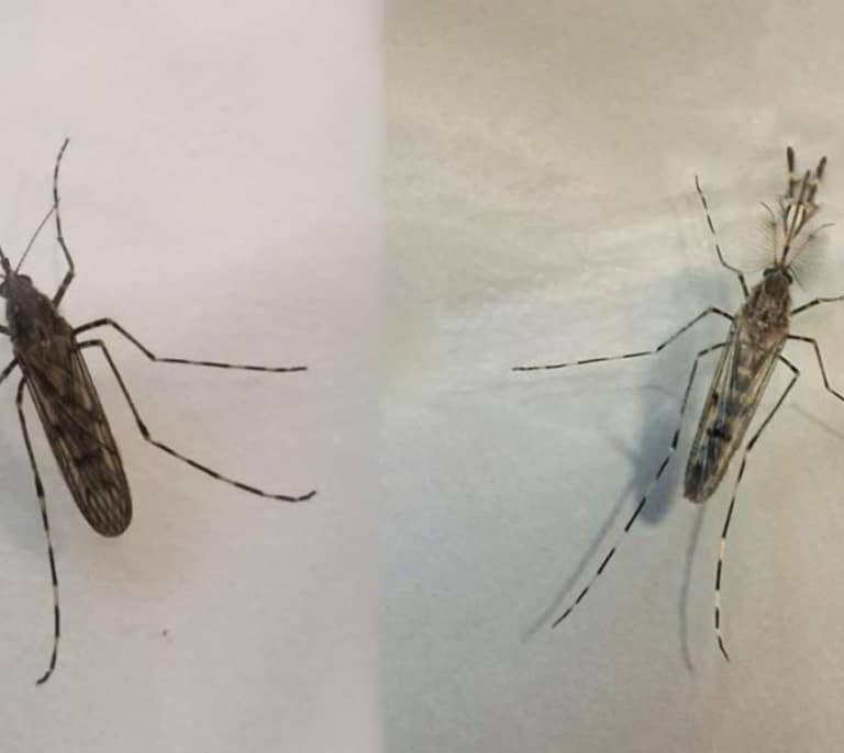 Los mosquitos llegan a Islandia: “La última fortaleza ha caído”