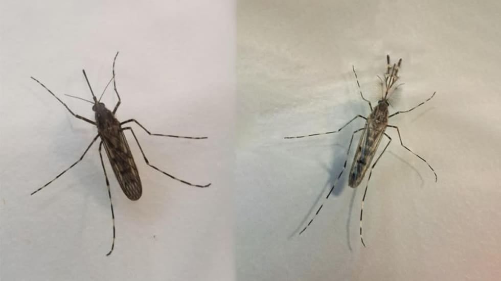 Los mosquitos llegan a Islandia: “La última fortaleza ha caído”
