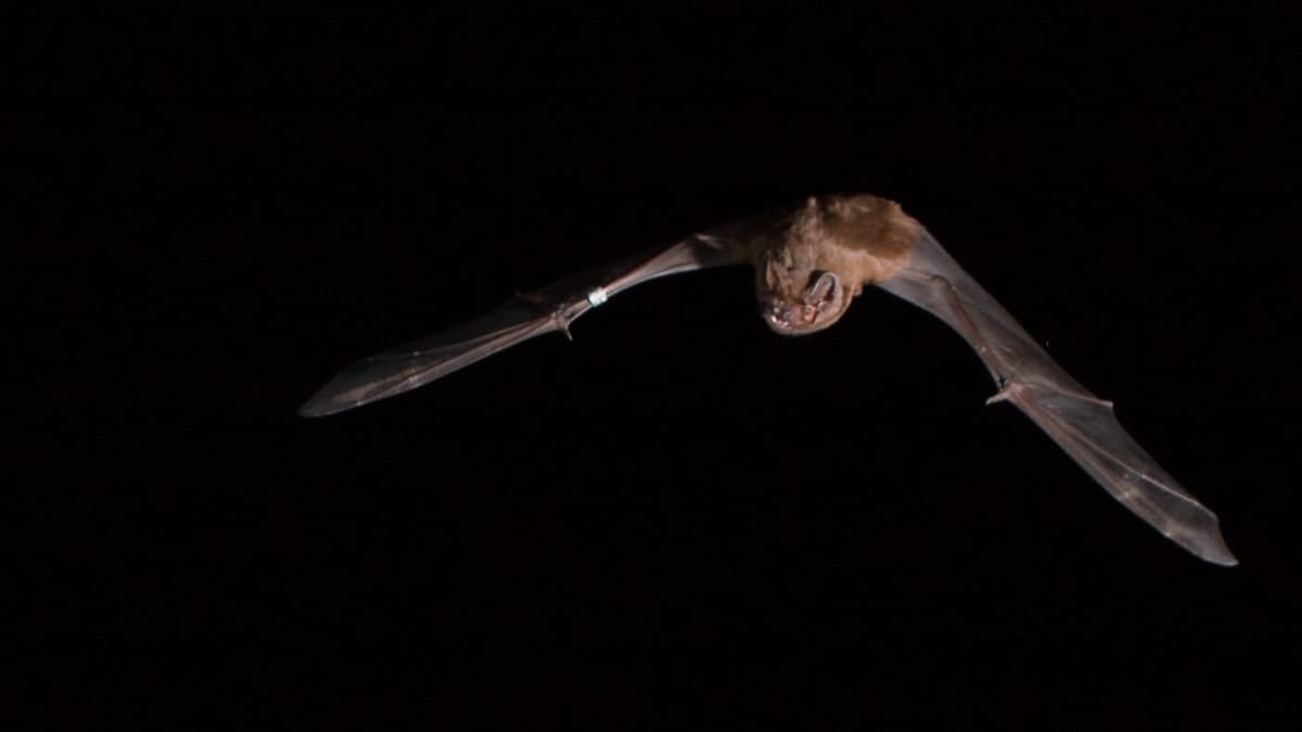 Murciélago captado en pleno vuelo.