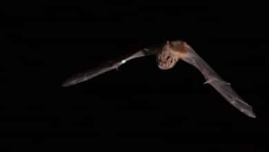 Investigadores del CSIC documentan que los murciélagos cazan pájaros, les cortan las alas y se los comen en pleno vuelo