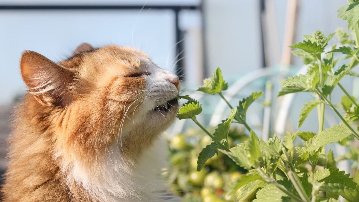 Plantas gatos
