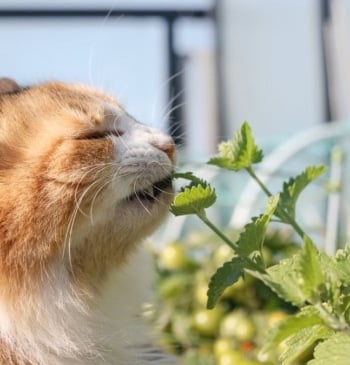 Las plantas que no deben faltar en tu casa si tienes gatos