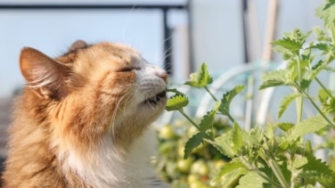 Las plantas que no deben faltar en tu casa si tienes gatos