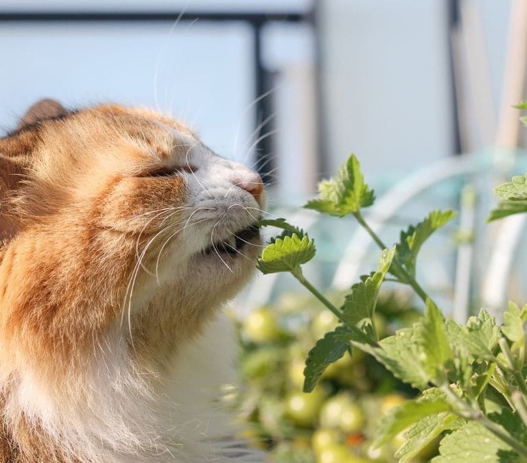 Las plantas que no deben faltar en tu casa si tienes gatos