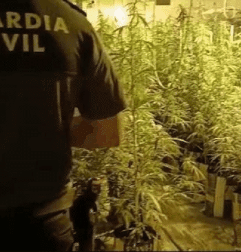 Detienen a 3 personas en Tarragona con 525 plantas de marihuana