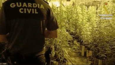 Detienen a 3 personas en Tarragona con 525 plantas de marihuana
