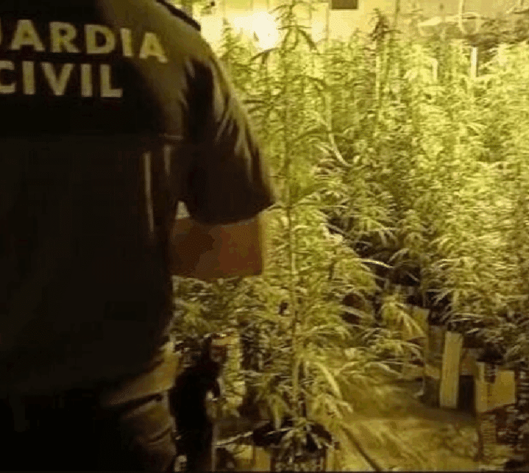 Detienen a 3 personas en Tarragona con 525 plantas de marihuana