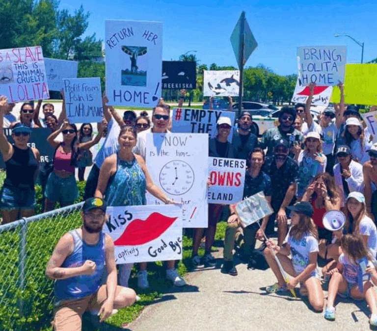 La venganza de la orca Lolita: cierra el parque marino donde malvivió 53 años