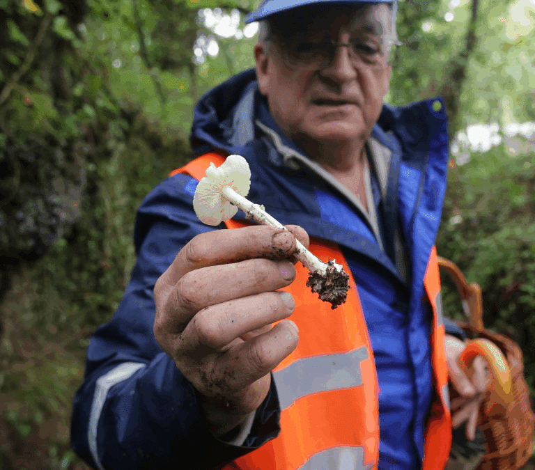 ¿Cuándo habrá setas? La sequía retrasa la campaña de otoño