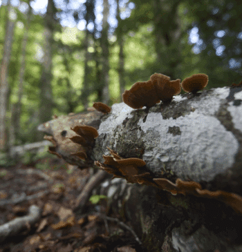 ¿Cuándo habrá setas? La sequía retrasa la campaña de otoño