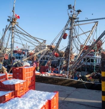 El Gobierno canario organiza una misión para invertir en el Sáhara ocupado [...]