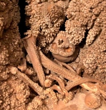 Este es el hallazgo científico que arroja luz sobre la “paradoja” de [...]