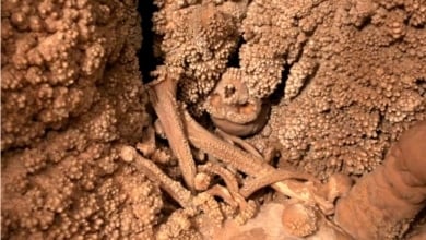 Este es el hallazgo científico que arroja luz sobre la “paradoja” de la nariz neandertal