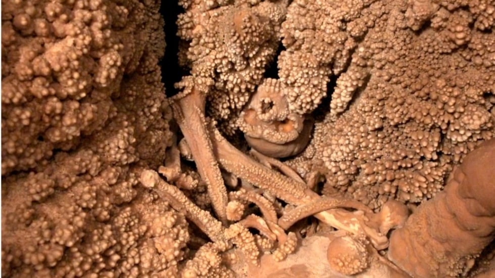 Este es el hallazgo científico que arroja luz sobre la “paradoja” de la nariz neandertal