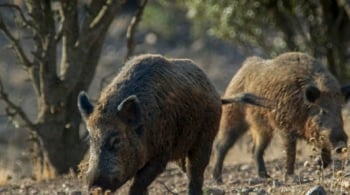 Son catorce ya los casos de peste porcina en animales silvestres en España, los primeros desde 1994