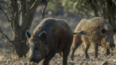 Son catorce ya los casos de peste porcina en animales silvestres en España, los primeros desde 1994