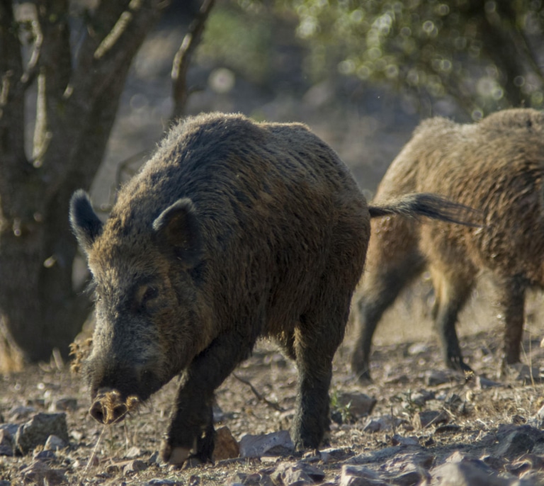 Son catorce ya los casos de peste porcina en animales silvestres en España, los primeros desde 1994