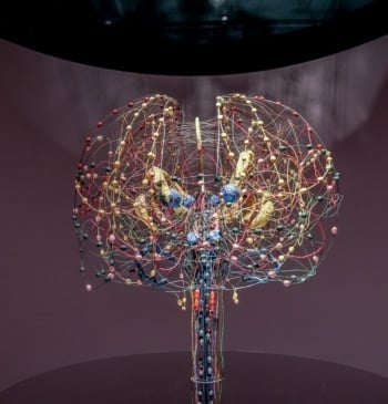 El nuevo mapa dinámico del cerebro revela el origen de trastornos como [...]