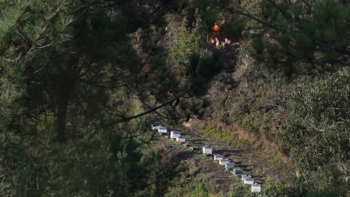 Se detectan dos casos de peste porcina en animales silvestres en España, los primeros desde 1994
