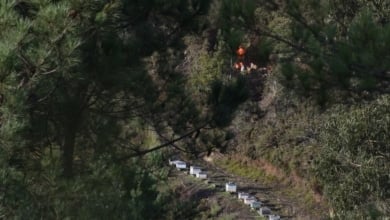 Se detectan dos casos de peste porcina en animales silvestres en España, los primeros desde 1994