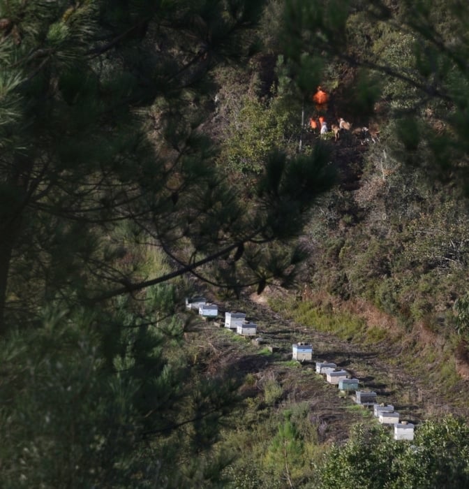 Se detectan dos casos de peste porcina en animales silvestres en España, los primeros desde 1994