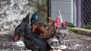 La autoridad alimentaria europea extrema la vigilancia ante la expansión de una variante de gripe aviar altamente patógena proveniente del este