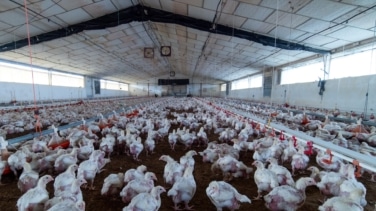 EEUU registra la primera muerte de una persona infectada con la variante H5N5 de gripe aviar