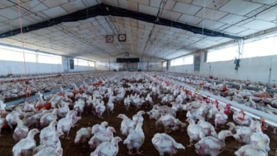 EEUU registra la primera muerte de una persona infectada con la variante H5N5 de gripe aviar