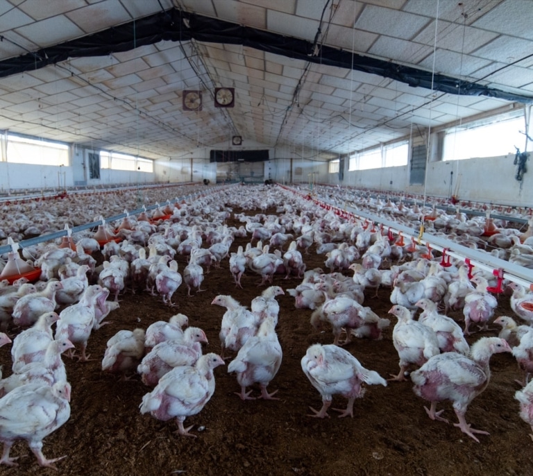 EEUU registra la primera muerte de una persona infectada con la variante H5N5 de gripe aviar