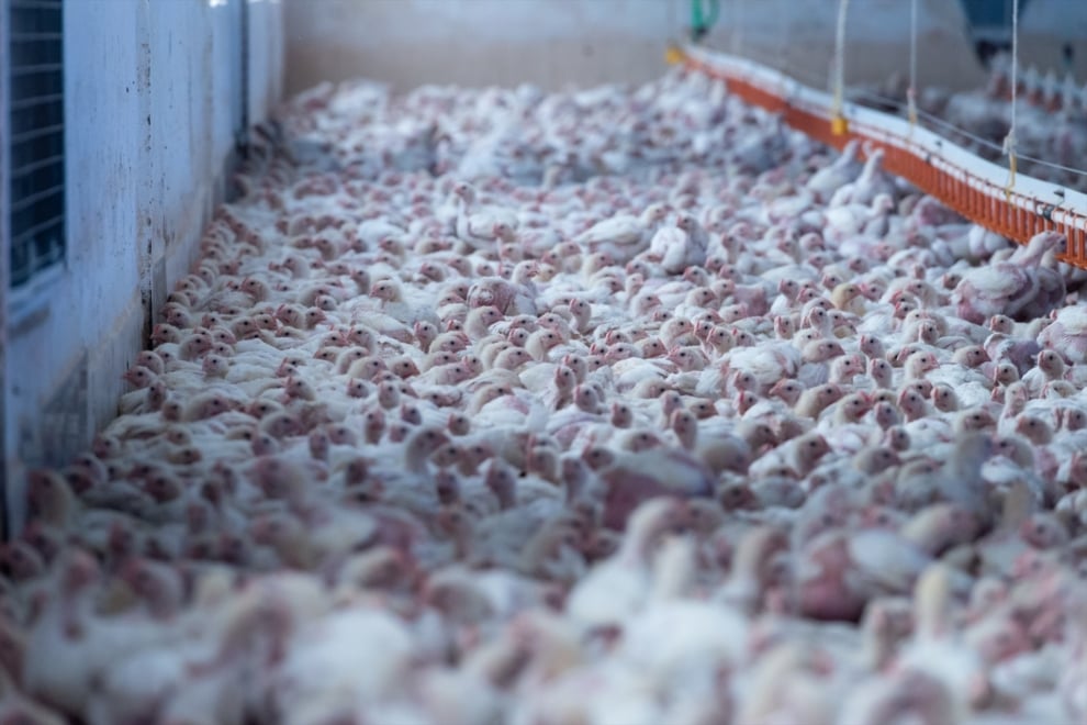 Granja de engorde de pollos Extremadura.