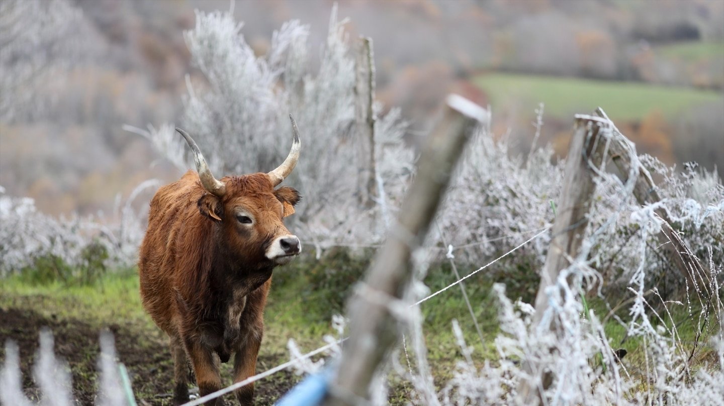 Una vaca durante la nevada de estos días en Lugo, Galicia.