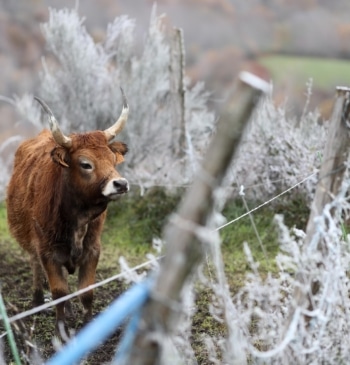 Europa se prepara ante el salto de la gripe aviar a las [...]