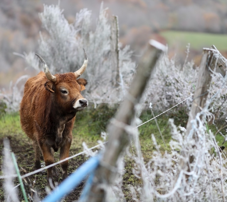 Europa se prepara ante el salto de la gripe aviar a las vacas como en EEUU