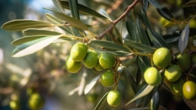 Esto es lo que debes plantar para que crezca un olivo: no es un hueso de aceituna