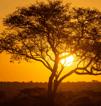 Tanzania a tu medida: descubre el África más auténtica con Evaneos