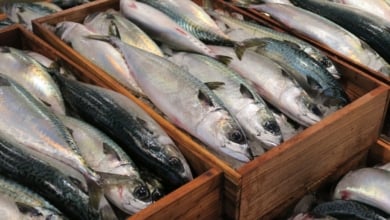 Por qué la caballa es uno de los pescados más saludables que puedes comer