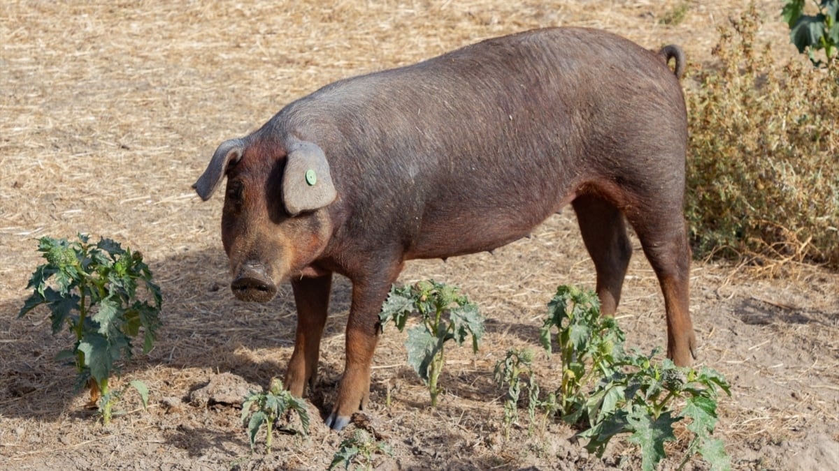 (Foto de ARCHIVO) Un cerdo en una granja, a 19 de octubre de 2025, en Salamanca, Castilla y León (España). Varios jabalíes han aparecido muertos a causa de la peste porcina después de que la Generalitat anunciase el pasado sábado, 29 de noviembre, el hallazgo de otros cuatro animales muertos a causa de esta infección. Planas recordó el sábado que la peste porcina africana no afecta a los humanos y que la prioridad en este momento es contener la el virus y limitar el impacto económico en el sector porcino.
