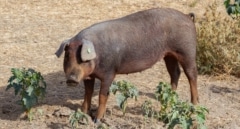 La peste porcina reactiva las alertas en el sector ganadero de Castilla y León: "El jabalí es una plaga"