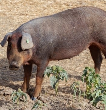 La peste porcina reactiva las alertas en el sector ganadero de Castilla [...]