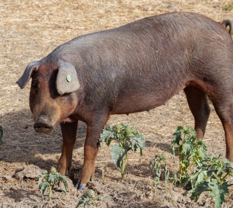 La peste porcina reactiva las alertas en el sector ganadero de Castilla y León: "El jabalí es una plaga"